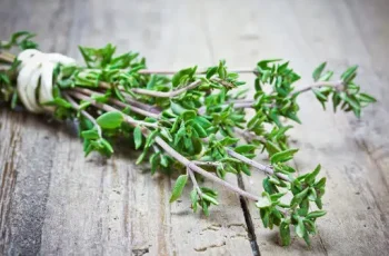 Thyme as a Natural Immune Support Herb: Benefits and Usage Thyme as a Natural Immune Support Herb: Benefits and Usage