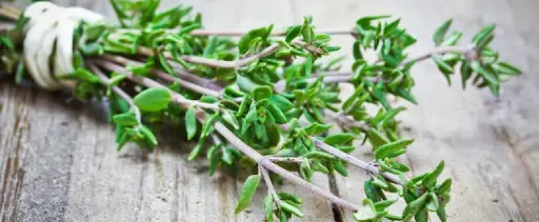 Thyme as a Natural Immune Support Herb: Benefits and Usage Thyme as a Natural Immune Support Herb: Benefits and Usage